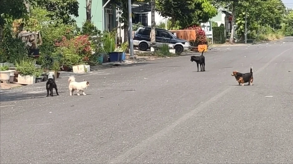 Xã Nhà Bè, TP.HCM: Người dân khốn khổ, bị tai nạn vì chó thả rông Xã Nhà Bè, TP.HCM: Người dân khốn khổ, bị tai nạn vì chó thả rông