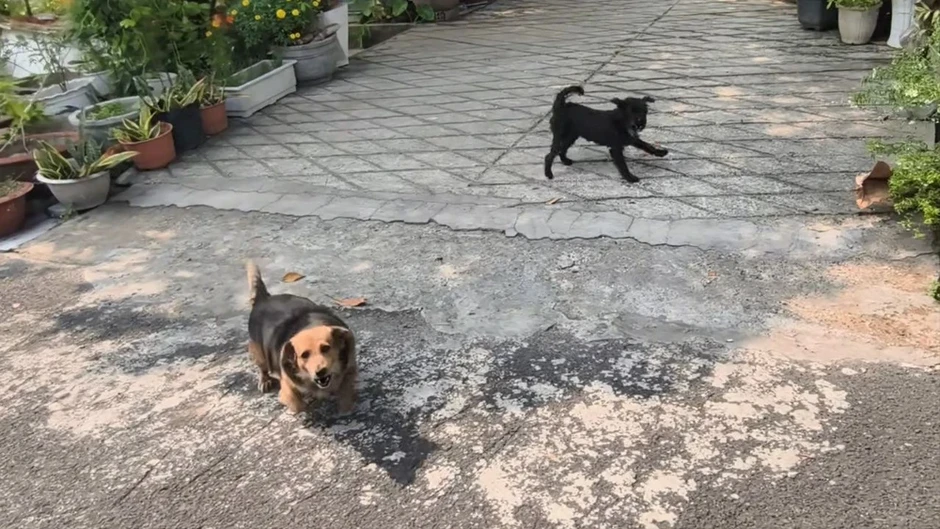 Xã Nhà Bè, TP.HCM: Người dân khốn khổ, bị tai nạn vì chó thả rông Xã Nhà Bè, TP.HCM: Người dân khốn khổ, bị tai nạn vì chó thả rông