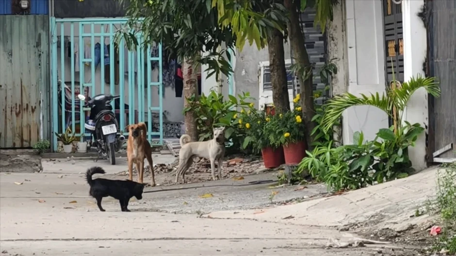 Xã Nhà Bè, TP.HCM: Người dân khốn khổ, bị tai nạn vì chó thả rông Xã Nhà Bè, TP.HCM: Người dân khốn khổ, bị tai nạn vì chó thả rông