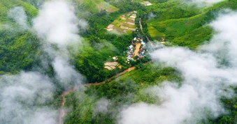 Aur bừng sáng giữa đại ngàn