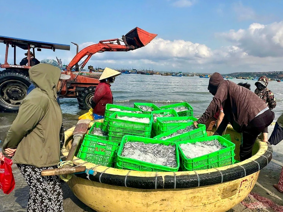 Biển mở lộc, cá cơm trắng bờ Biển mở lộc, cá cơm trắng bờ