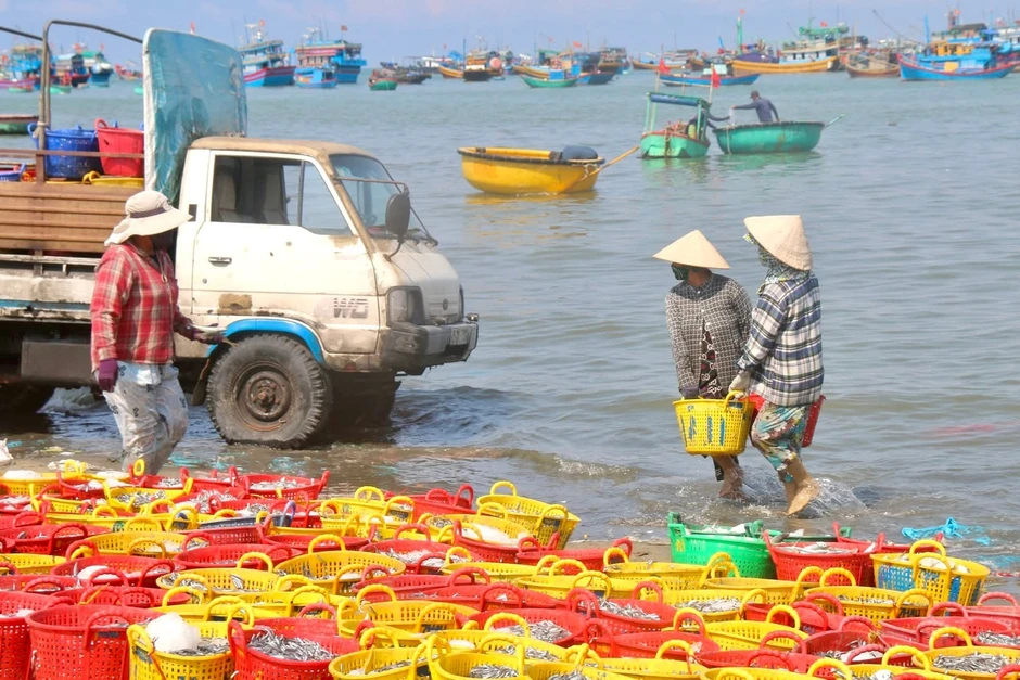 Biển mở lộc, cá cơm trắng bờ Biển mở lộc, cá cơm trắng bờ