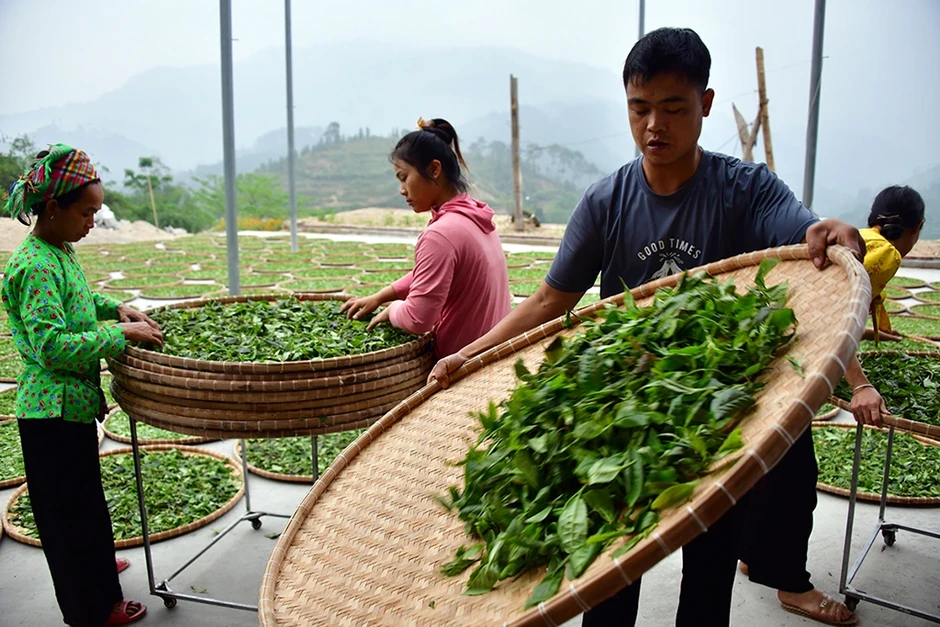 Chặt cành búp tím, bỏ quên Pà Cò Chặt cành búp tím, bỏ quên Pà Cò