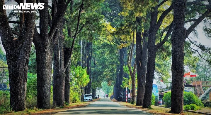 Hàng thông trăm tuổi đẹp như 'bước ra từ phim Hàn Quốc' tại Gia Lai