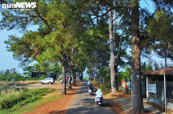Hàng thông trăm tuổi đẹp như 'bước ra từ phim Hàn Quốc' tại Gia Lai