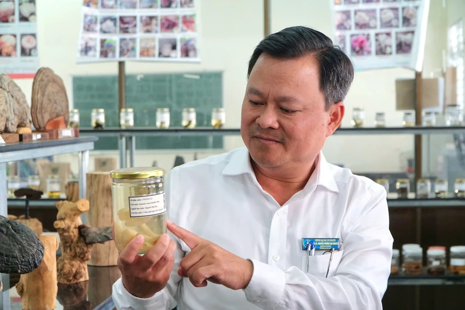 'Hồi sinh' những loài nấm quý hiếm