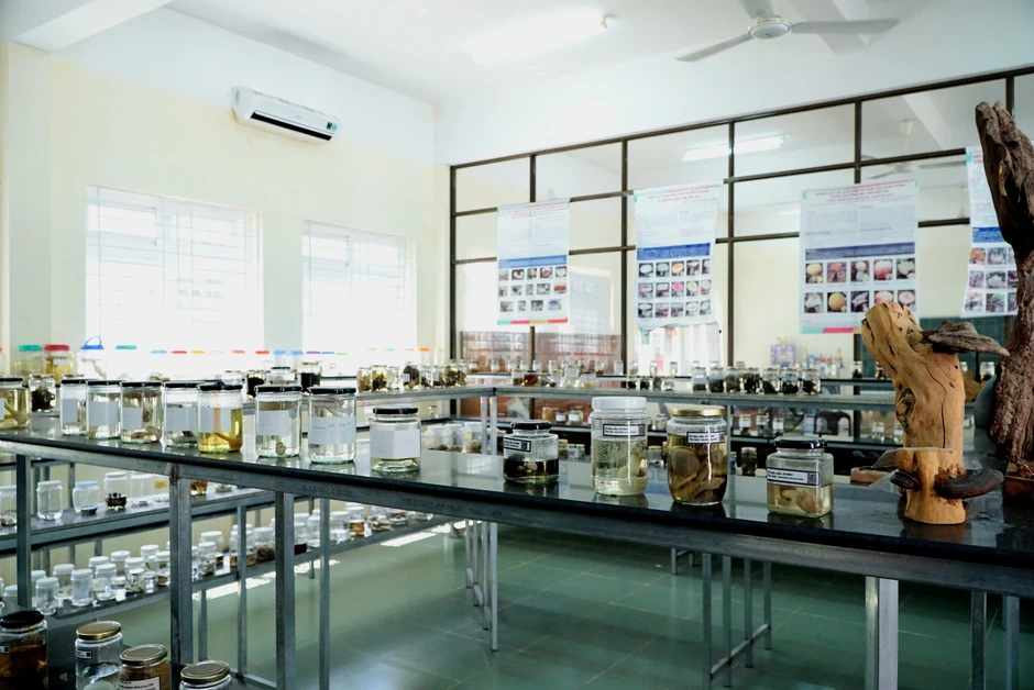 'Hồi sinh' những loài nấm quý hiếm