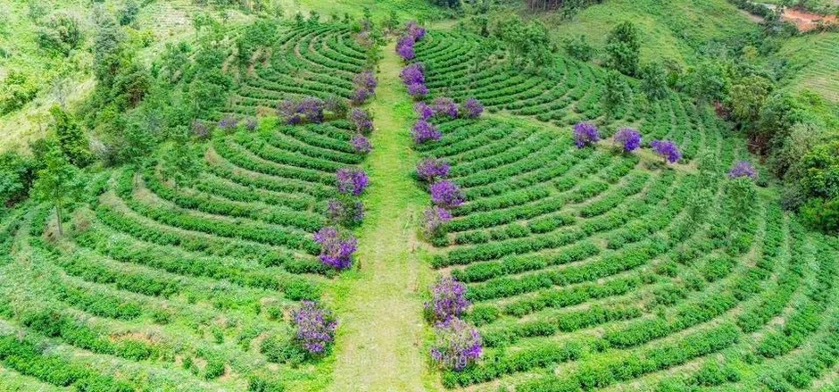 Khát vọng định danh trà Trường Sơn Đông ra thế giới