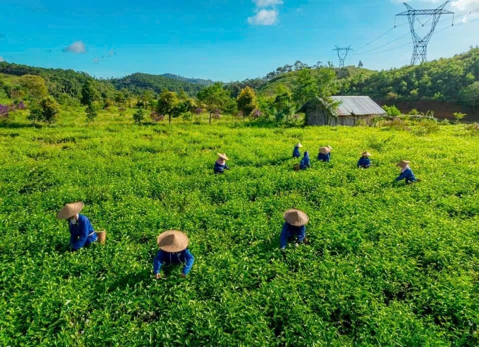 Khát vọng định danh trà Trường Sơn Đông ra thế giới