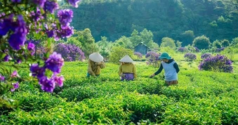 Khát vọng định danh trà Trường Sơn Đông ra thế giới