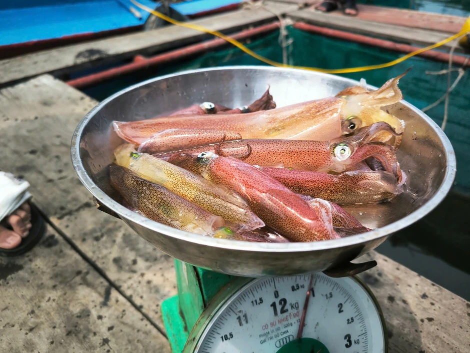 Mùa lộc biển: Theo chân ngư dân săn 'vàng đen'