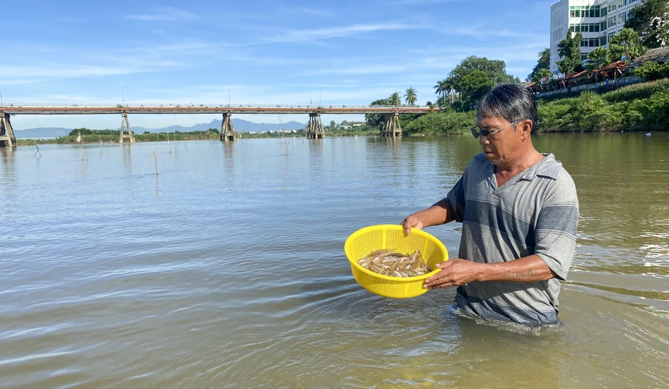 Mưu sinh trên sông Trà: Săn cá bống bằng ống tre Mưu sinh trên sông Trà: Săn cá bống bằng ống tre