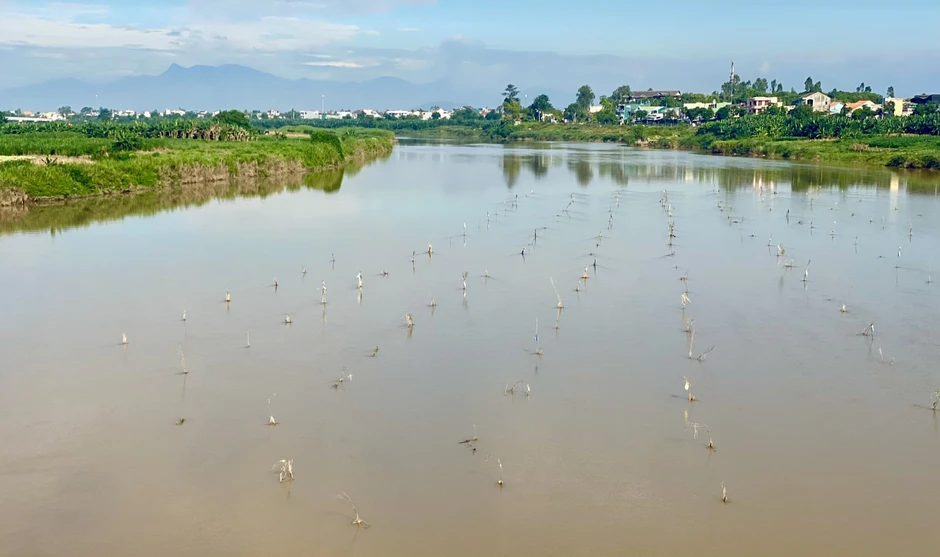Mưu sinh trên sông Trà: Săn cá bống bằng ống tre Mưu sinh trên sông Trà: Săn cá bống bằng ống tre
