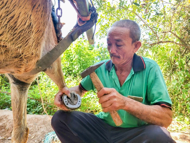 Nghề “đo ni đóng giày” cho ngựa trên cù lao Thới Sơn Nghề “đo ni đóng giày” cho ngựa trên cù lao Thới Sơn