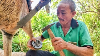 Nghề “đo ni đóng giày” cho ngựa trên cù lao Thới Sơn