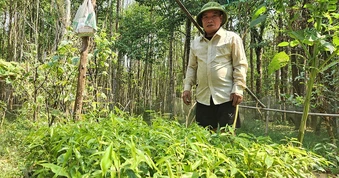 Nghề trầm dưới dãy Trường Sơn: Dấn thân vào 'cửa tử'