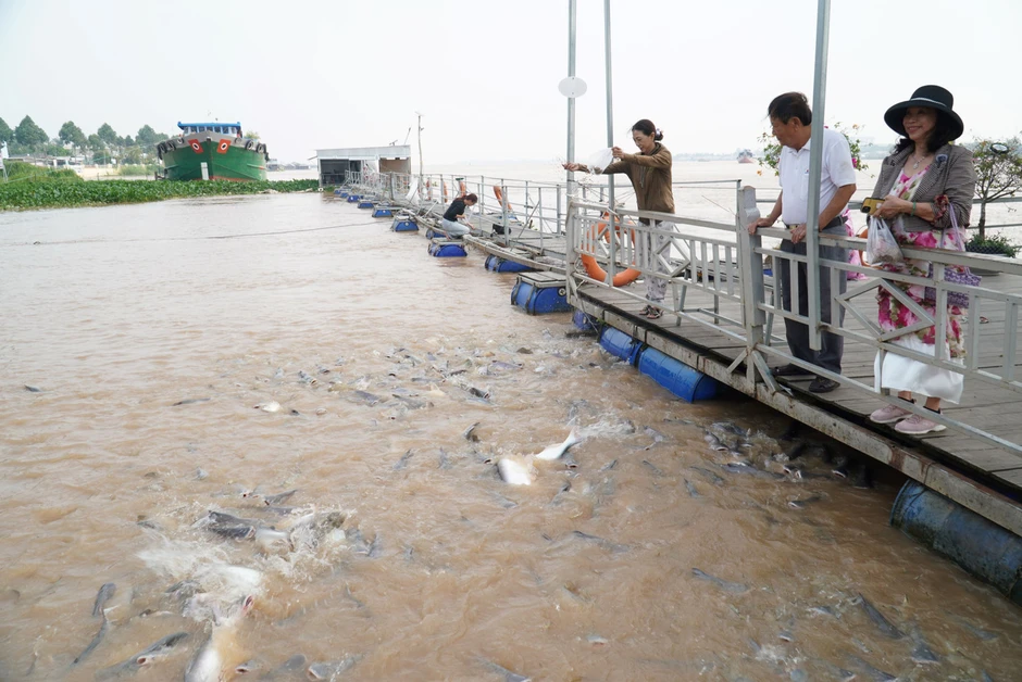 'Ngôi nhà' của đàn cá trên sông Tiền 'Ngôi nhà' của đàn cá trên sông Tiền