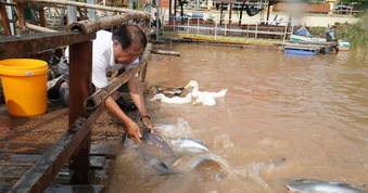 'Ngôi nhà' của đàn cá trên sông Tiền