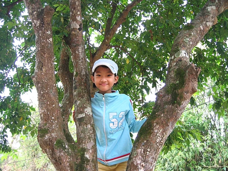 Những kỷ vật thân thương còn lại - Kỳ 9: Cây khế của cha tôi