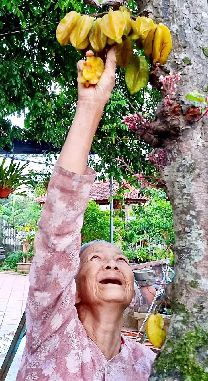 Những kỷ vật thân thương còn lại - Kỳ 9: Cây khế của cha tôi