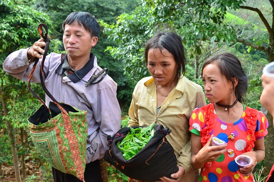 Nỗi niềm trà di sản: Shan tuyết Tà Xùa bình an giữa thiên đường mây Nỗi niềm trà di sản: Shan tuyết Tà Xùa bình an giữa thiên đường mây