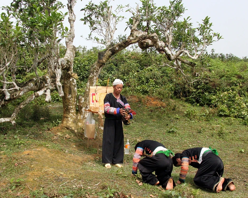 Nỗi niềm trà di sản: Trà tổ Suối Giàng 600 tuổi 'ra đi' vì... mối Nỗi niềm trà di sản: Trà tổ Suối Giàng 600 tuổi 'ra đi' vì... mối