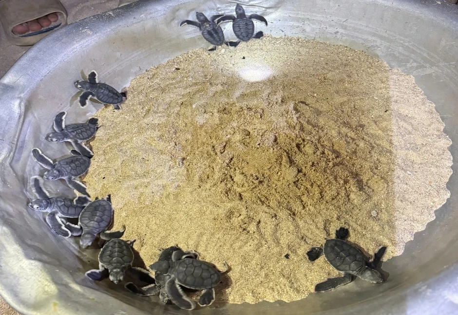 Nơi san hô nảy chồi và rùa biển tái xuất Nơi san hô nảy chồi và rùa biển tái xuất