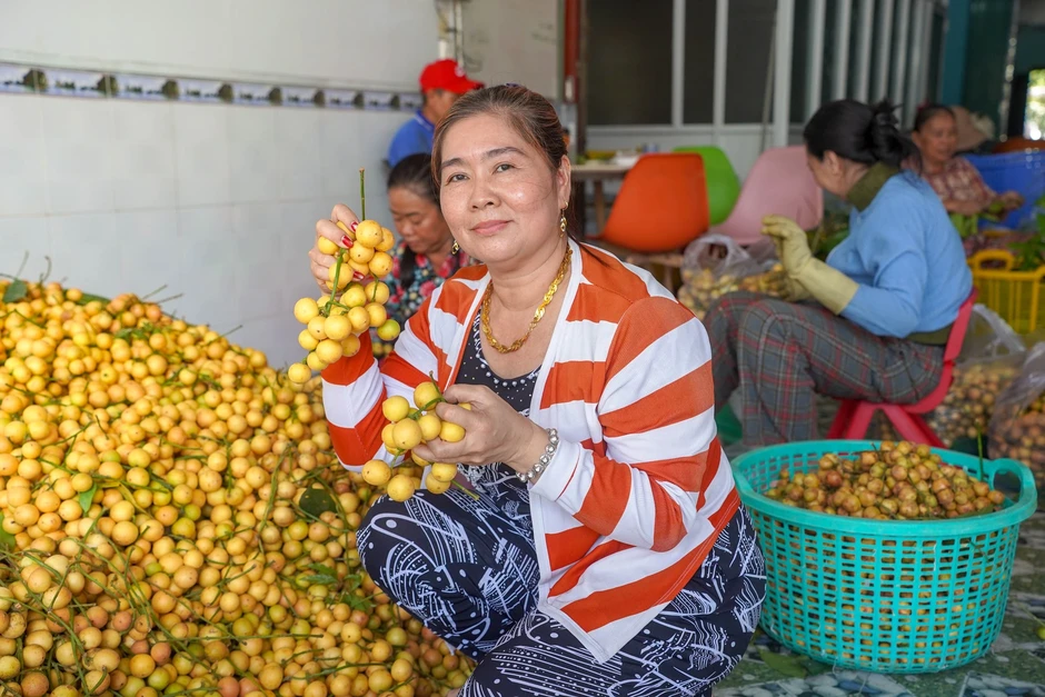 Rực rỡ mùa dâu ở núi Cấm Rực rỡ mùa dâu ở núi Cấm
