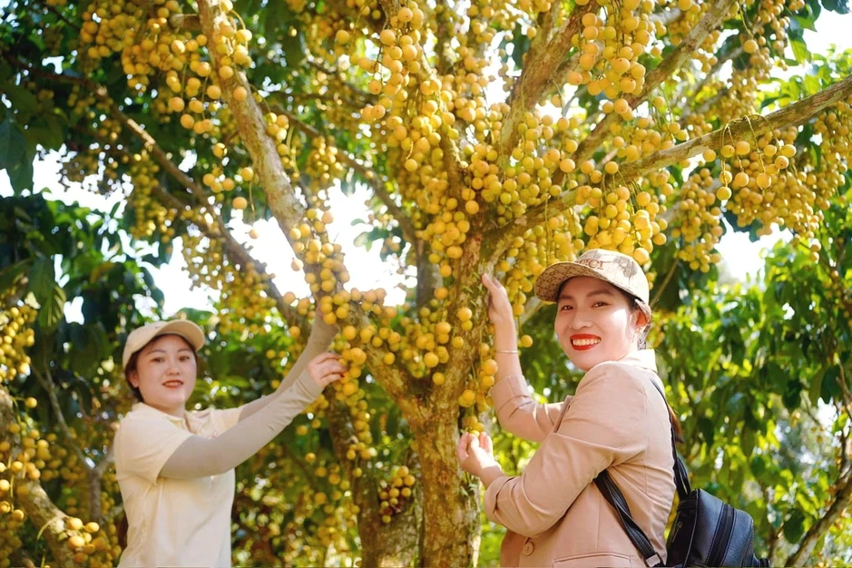 Rực rỡ mùa dâu ở núi Cấm Rực rỡ mùa dâu ở núi Cấm