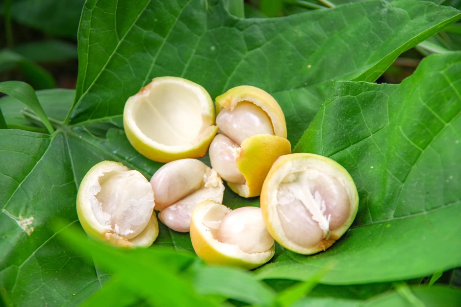 Rực rỡ mùa dâu ở núi Cấm Rực rỡ mùa dâu ở núi Cấm