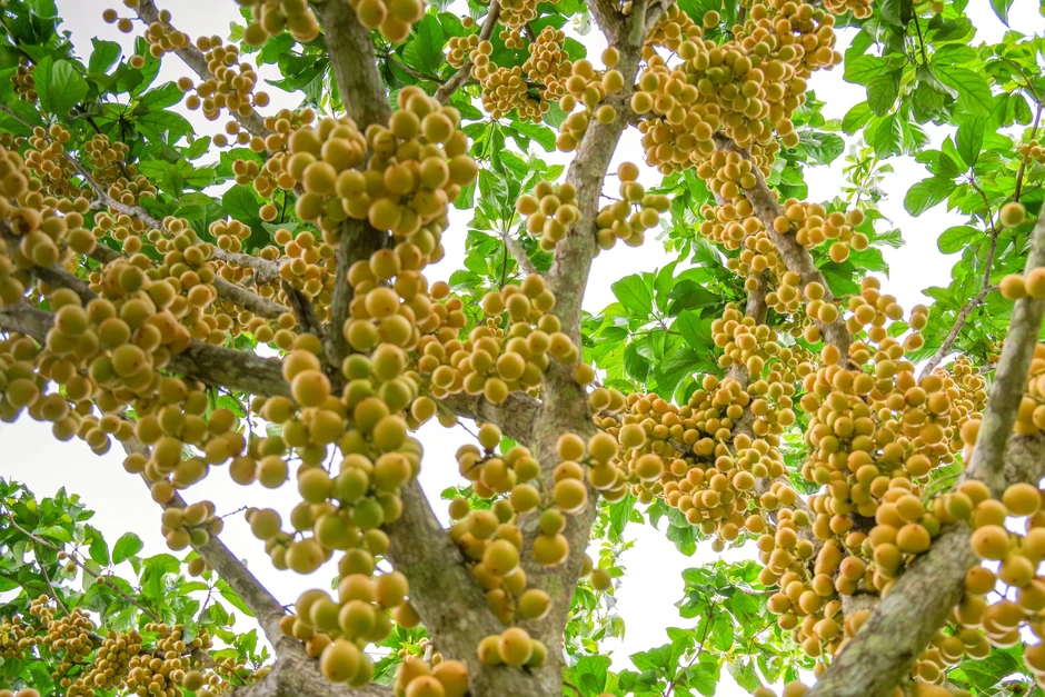 Rực rỡ mùa dâu ở núi Cấm Rực rỡ mùa dâu ở núi Cấm