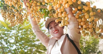 Rực rỡ mùa dâu ở núi Cấm