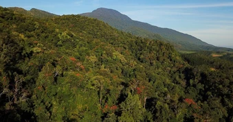 Rừng của muôn loài khỉ