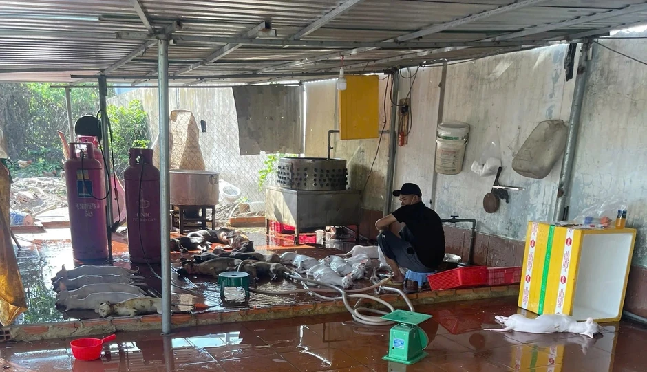 Rùng mình lò giết mổ lậu chó, mèo: 'Bốc hơi' bí ẩn trước giờ kiểm tra Rùng mình lò giết mổ lậu chó, mèo: 'Bốc hơi' bí ẩn trước giờ kiểm tra