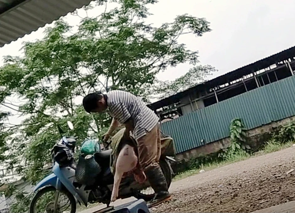 Thịt bẩn tung hoành qua lỗ hổng kiểm dịch Thịt bẩn tung hoành qua lỗ hổng kiểm dịch