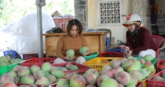 Trăn trở vùng xoài