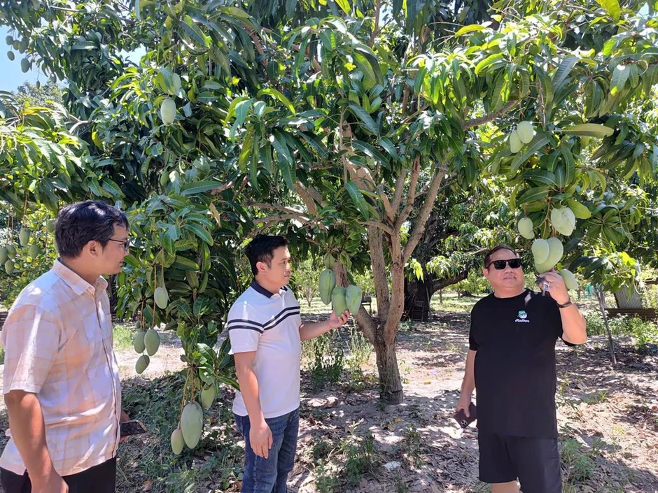 Trăn trở vùng xoài