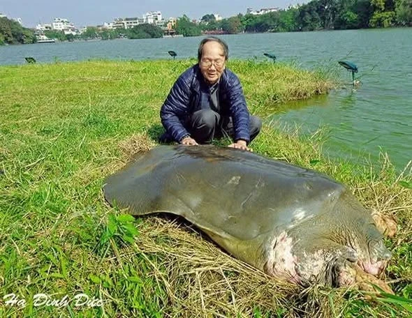 Xin bái biệt Cụ Đức Rùa Xin bái biệt Cụ Đức Rùa