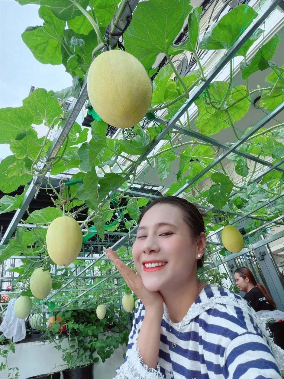 Dàn dưa lưới trên ban công của Hồ Bích Trâm Dàn dưa lưới trên ban công của Hồ Bích Trâm