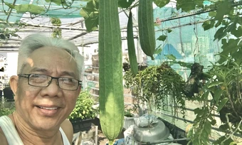 Vườn rau trên sân thượng của nghệ sĩ Trung Dân