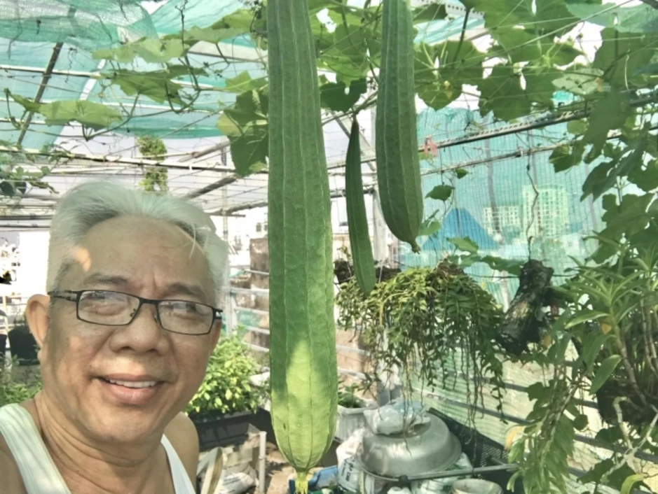 Vườn rau trên sân thượng của nghệ sĩ Trung Dân