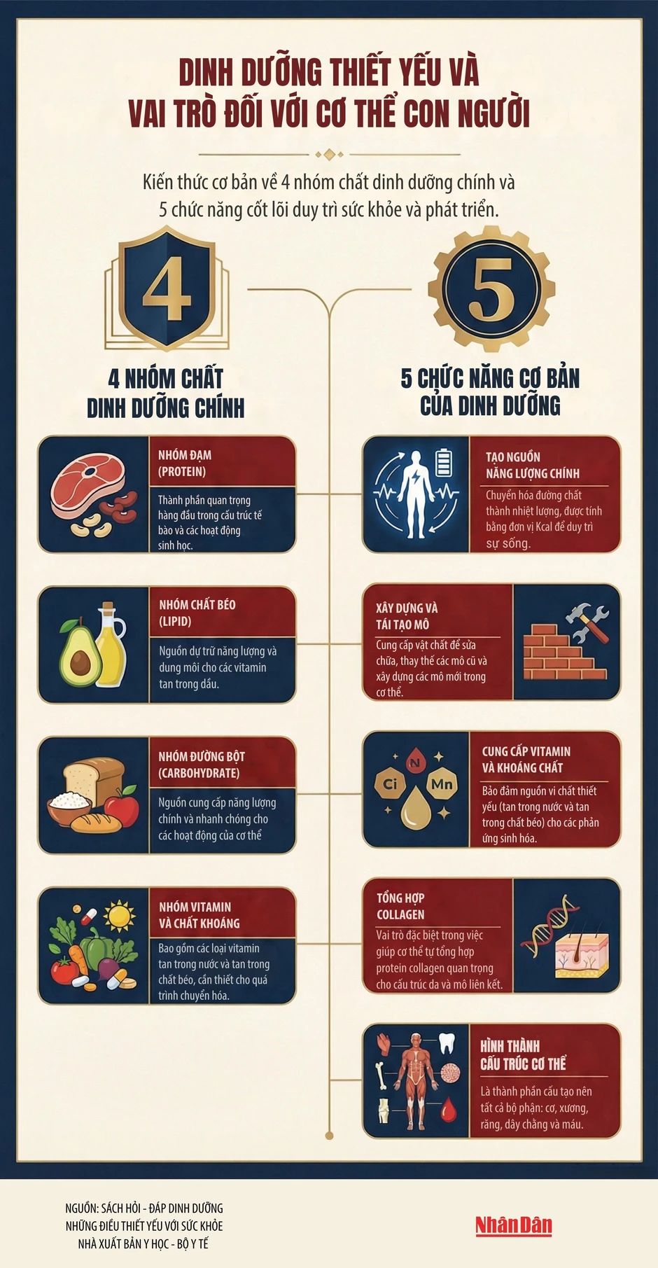 [Infographic] Cơ thể con người cần các chất dinh dưỡng nào và vai trò của các nhóm chất dinh dưỡng đó