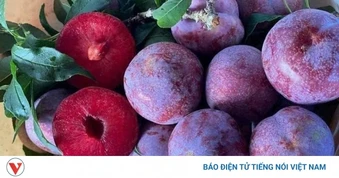 “Nữ hoàng trái cây” đang vào mùa, tưởng ăn vui lại bổ dưỡng đáng kinh ngạc