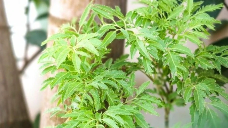 "Cây thuốc đại bổ”, bộ phận nào cũng dùng được mà người Việt chỉ trồng làm cảnh "Cây thuốc đại bổ”, bộ phận nào cũng dùng được mà người Việt chỉ trồng làm cảnh