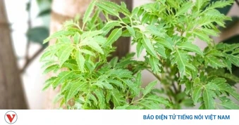 "Cây thuốc đại bổ”, bộ phận nào cũng dùng được mà người Việt chỉ trồng làm cảnh