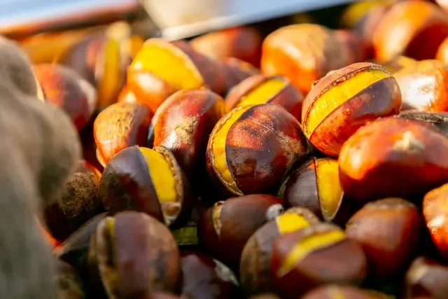 "Vua của các loại hạt" cứ vào mùa thu là dồi dào: Thơm bùi, giàu dưỡng chất, tốt cho sức khỏe và làn da "Vua của các loại hạt" cứ vào mùa thu là dồi dào: Thơm bùi, giàu dưỡng chất, tốt cho sức khỏe và làn da