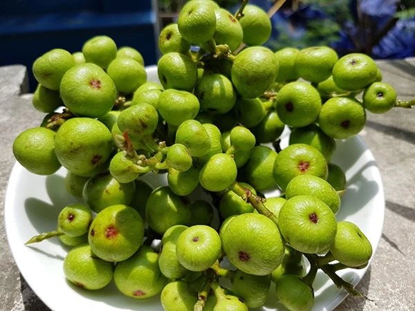1 loại quả mọc đầy bờ ao Việt nhưng với gan còn quý hơn cả nhân sâm, chống ung thư, hạ đường huyết "cực giỏi" 1 loại quả mọc đầy bờ ao Việt nhưng với gan còn quý hơn cả nhân sâm, chống ung thư, hạ đường huyết "cực giỏi"