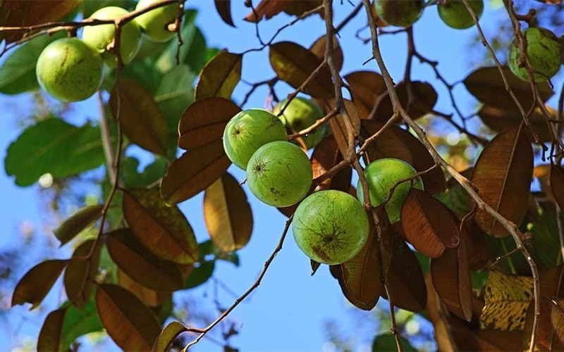1 loại quả ngọt tốt ngang nhân sâm, chỉ duy nhất Việt Nam xuất khẩu trên thế giới: Hạ đường huyết, bổ máu, tốt cho xương khớp 1 loại quả ngọt tốt ngang nhân sâm, chỉ duy nhất Việt Nam xuất khẩu trên thế giới: Hạ đường huyết, bổ máu, tốt cho xương khớp