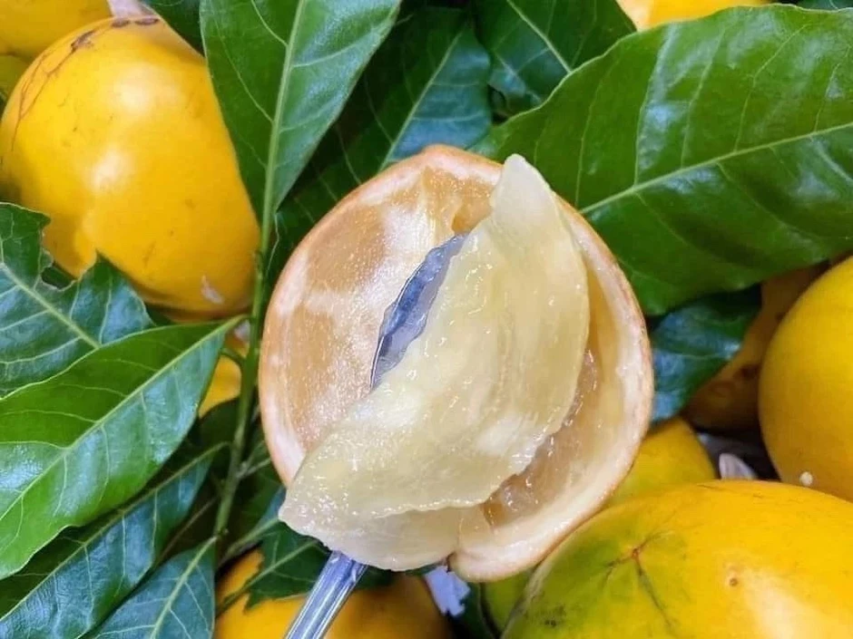 1 loại quả ngọt tốt ngang nhân sâm, chỉ duy nhất Việt Nam xuất khẩu trên thế giới: Hạ đường huyết, bổ máu, tốt cho xương khớp 1 loại quả ngọt tốt ngang nhân sâm, chỉ duy nhất Việt Nam xuất khẩu trên thế giới: Hạ đường huyết, bổ máu, tốt cho xương khớp