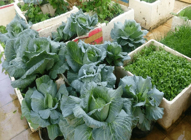 1 loại rau được Mỹ đánh giá ít "ngậm" thuốc trừ sâu bậc nhất: Trồng thùng xốp cũng lớn, thu đông chợ Việt bán la liệt 1 loại rau được Mỹ đánh giá ít "ngậm" thuốc trừ sâu bậc nhất: Trồng thùng xốp cũng lớn, thu đông chợ Việt bán la liệt